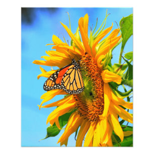 Impression Photo Papillon monarque sur un tournesol