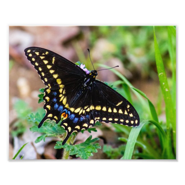 Impression Photo Papillon noir Swallowtail (Devant)