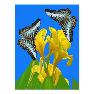 Impression Photo Papillon papillon bleu malaisien