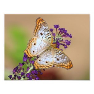 Impression Photo Papillon Peacock blanc sur Fleurs violettes