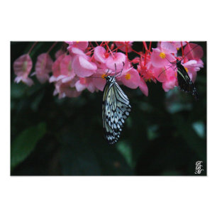 Impression Photo Papillon suspendu aux fleurs