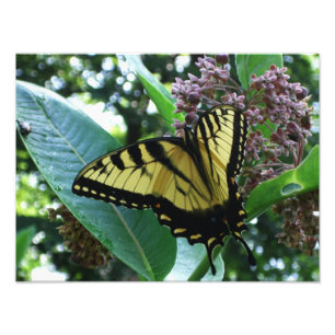 Impression Photo Papillon Swallowtail I sur Asclépiade à Shenandoah