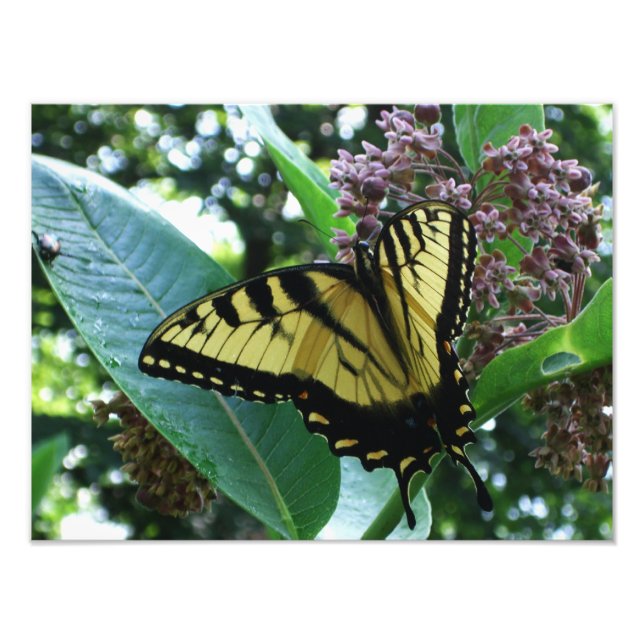 Impression Photo Papillon Swallowtail I sur Milkweed à Shenandoah (Devant)