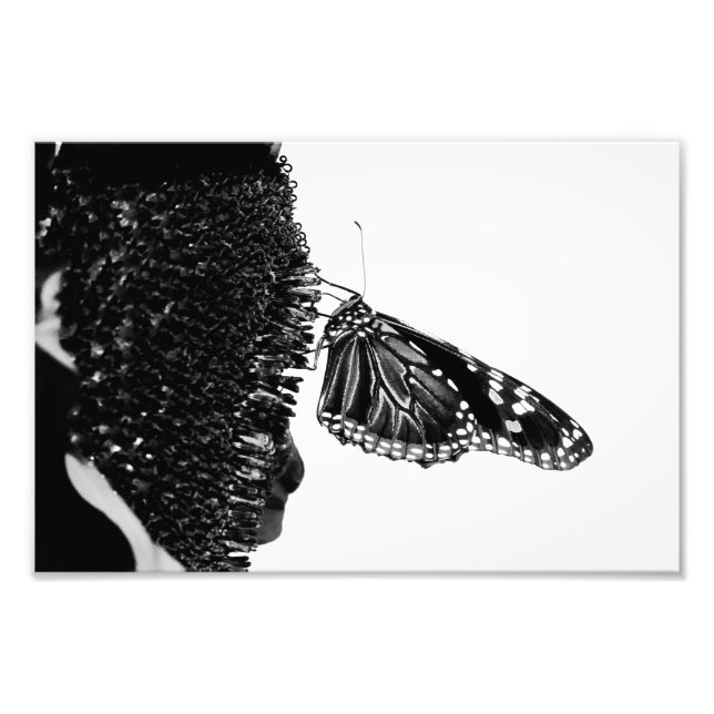 Impression Photo papillon timide blacq (Devant)