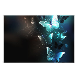 Impression Photo Papillons de nuit