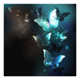Impression Photo Papillons de nuit