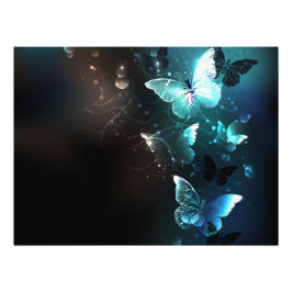 Impression Photo Papillons de nuit