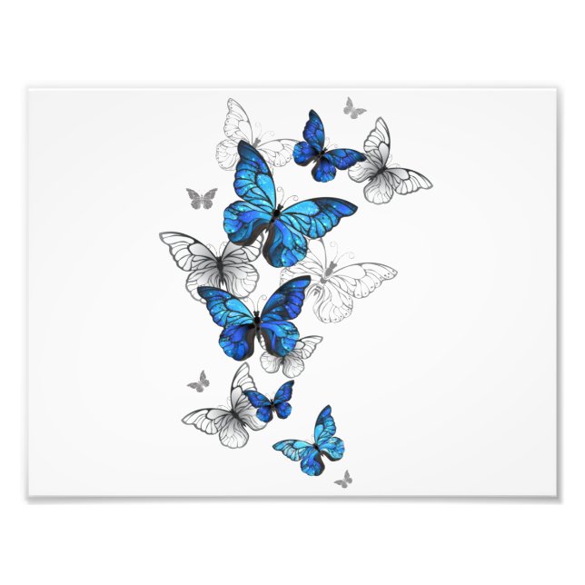 Impression Photo Papillons volants bleus Morpho (Devant)