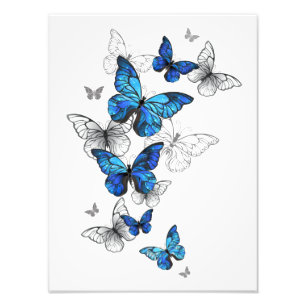 Impression Photo Papillons volants bleus Morpho