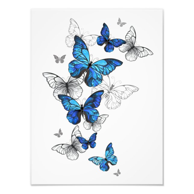Impression Photo Papillons volants bleus Morpho (Devant)
