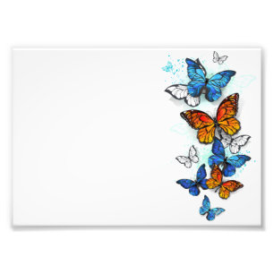 Impression Photo Papillons volants Morpho et Monarch