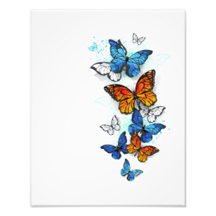 Impression Photo Papillons volants Morpho et Monarch
