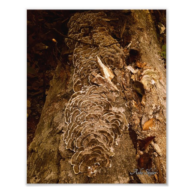 Impression Photo Parade de Tailfeather (Devant)