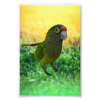 Impression Photo Parakeet. Aratinga Canicularis / Papillero