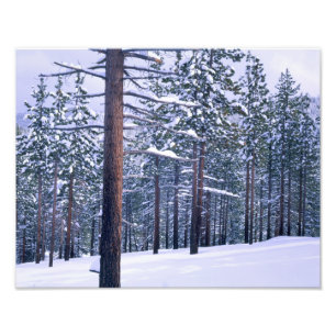 Impression Photo PARC D'ÉTAT DU LAC TAHOE, NEVADA. USA. Neige fraîc
