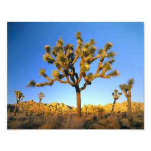 Impression Photo Parc national de Joshua Tree, Californie. États-Un