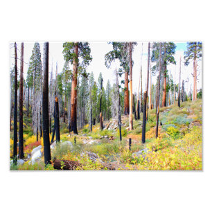 Impression Photo Parc national de Kings Canyon