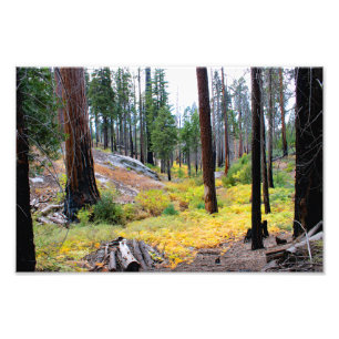 Impression Photo Parc national de Kings Canyon