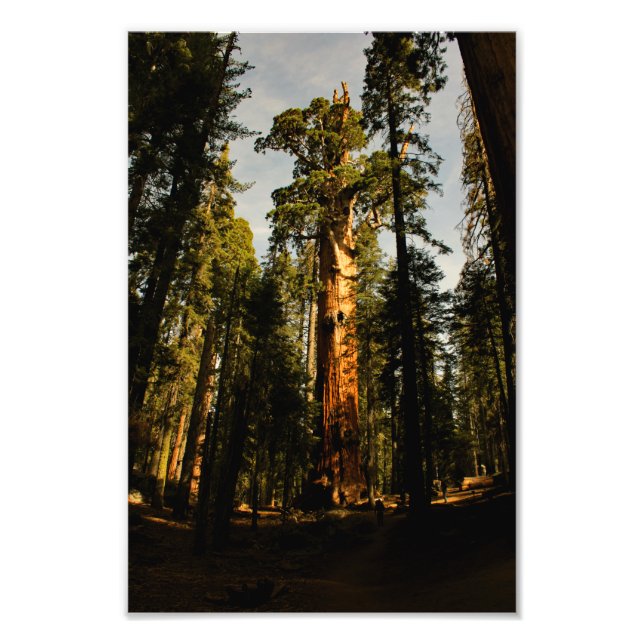 Impression Photo Parc national de Sequoia (Devant)