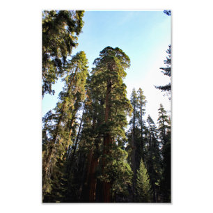 Impression Photo Parc national de Sequoia