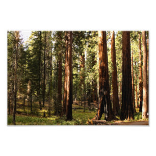 Impression Photo Parc national de Sequoia