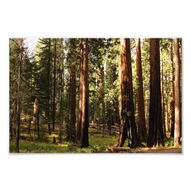 Impression Photo Parc national de Sequoia (Devant)