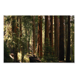 Impression Photo Parc national de Sequoia