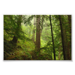 Impression Photo Parc national olympique Washington Rainforest Phot