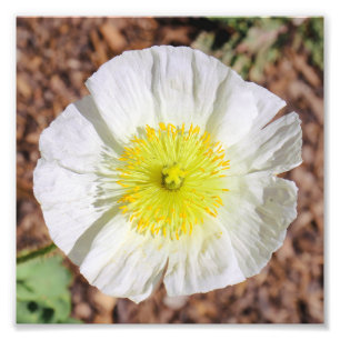 Impression Photo Parfaitement Poppy