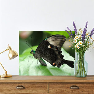 Impression Photo Paris Peacock Swallowtail Butterfly on Leaf