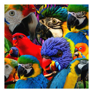 IMPRESSION PHOTO PARROTS