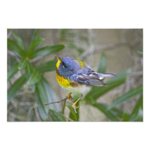 Impression Photo Paruline à collier (Parula americana)