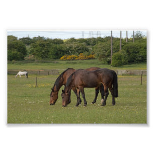 Impression Photo Pâturage des chevaux