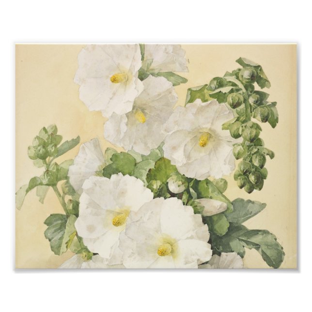 Impression Photo Paul De Longpre - Hollyhocks 1901 (Devant)