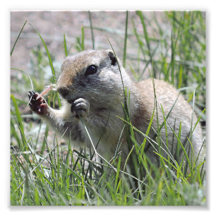Impression Photo Pause-déjeuner de chien des Prairies