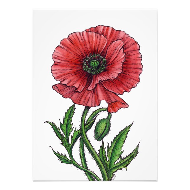 Impression Photo Pavot rouge, aquarelle et encre (Devant)