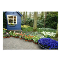 Pays-Bas alias Hollande), Lisse. Keukenhof 11