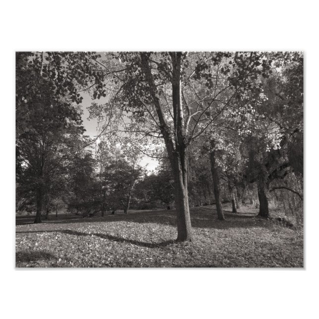 Impression Photo Paysage d'automne, Bute Park, Cardiff (Devant)
