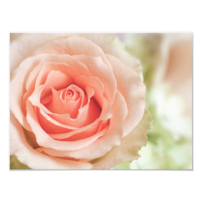 Impression Photo Peach rose Arrière - plan Customisé (Devant)
