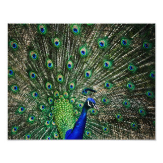 Impression Photo Peacock