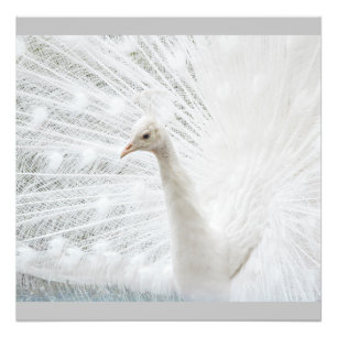 Impression Photo Peacock blanc belles plumes