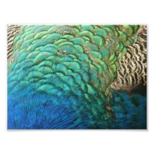 Impression Photo Peacock Plumes I Colorful Abstrait Nature Design
