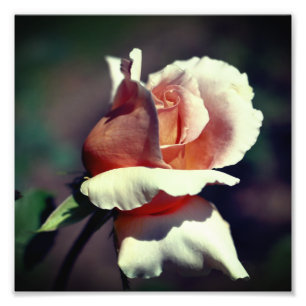 Impression Photo Pêcher la fleur Rosebud Fermer 8x8