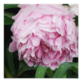 Impression Photo Peine rose de 12 po x 12 po