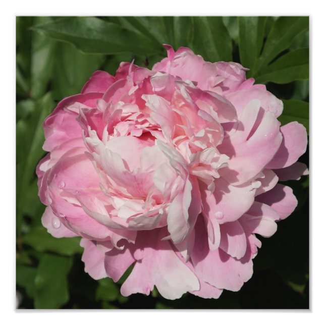 Impression Photo Peine rose de 12 po x 12 po (Devant)