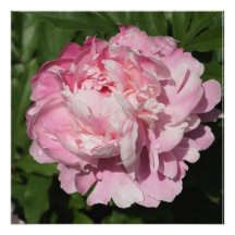 Peine rose de 24 po x 24 po