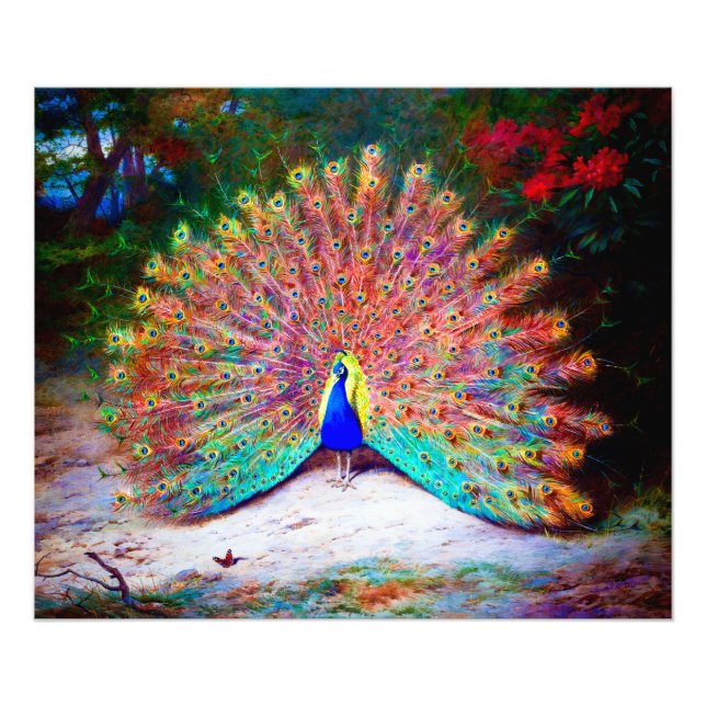 Impression Photo Peinture Peacock vintage (Devant)