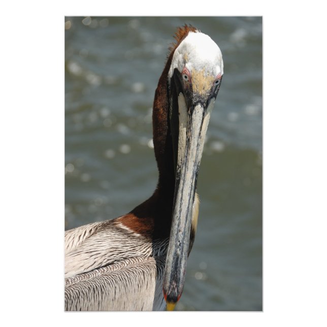 Impression Photo Pelican (Devant)