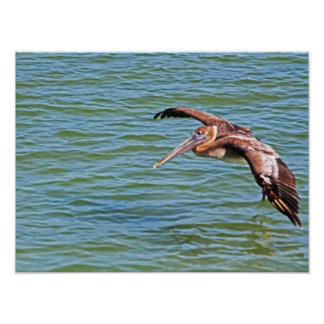 Impression Photo Pélican Brown en vol au-dessus de l'eau