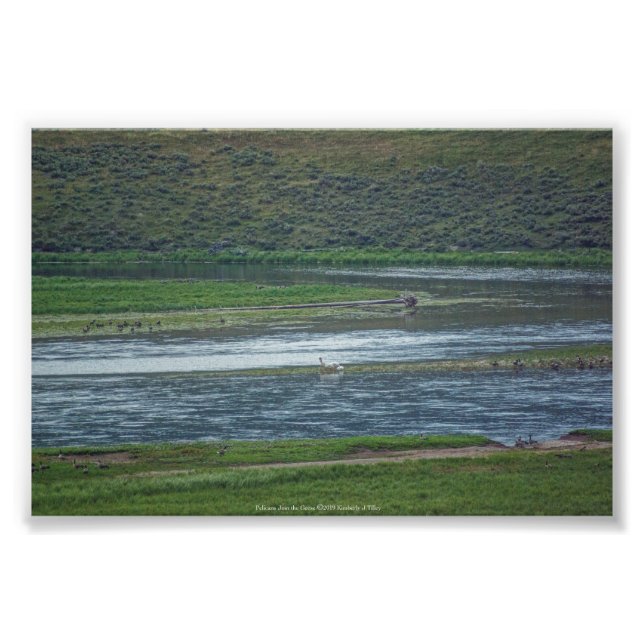 Impression Photo Pélicans rejoignez l'Oie (Devant)